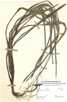 藏品(桔梗蘭)的圖片